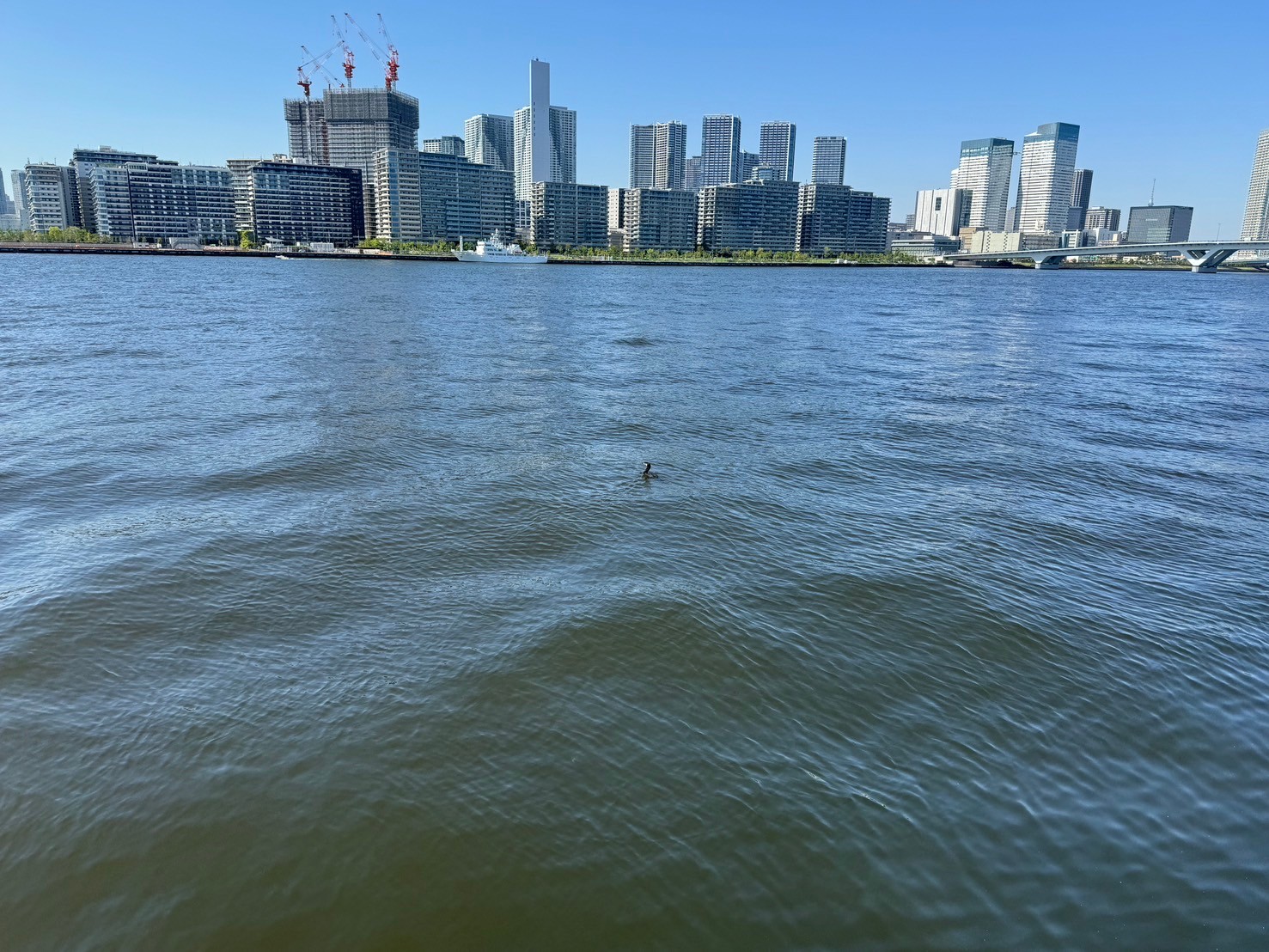 運営者提供の都市部の水辺と周辺環境の記録写真